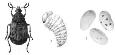 Семейство листовертки –Tortricidae). - student2.ru