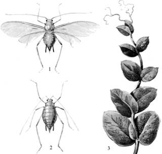 Семейство листовертки –Tortricidae). - student2.ru