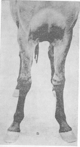 Шкала 100-балльной пунктирной оценки лошадей всех пород США (М. Е. Энеминджер, 1972) - student2.ru