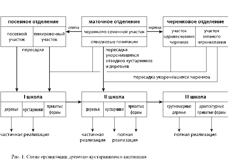 Схема организации древесно-кустарникового питомника - student2.ru