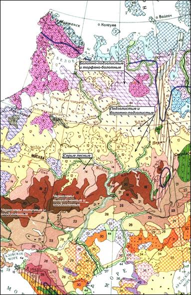 экологические условия формирования лесов европейской части россии и среднего поволжья - student2.ru