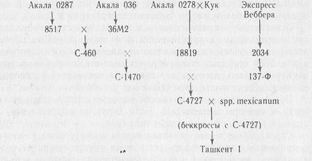 Задачи и направления селекции. Исходный материал хлопчатник - student2.ru