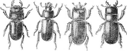 жесткокрылые (жуки), значимых в лесном хозяйстве - student2.ru