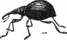 жесткокрылые (жуки), значимых в лесном хозяйстве - student2.ru