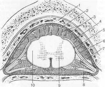 лучевая анатомия позвоночника и спинного мозга - student2.ru