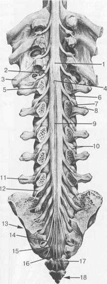 лучевая анатомия позвоночника и спинного мозга - student2.ru