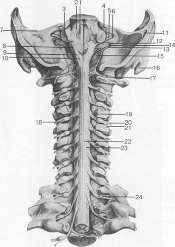 лучевая анатомия позвоночника и спинного мозга - student2.ru
