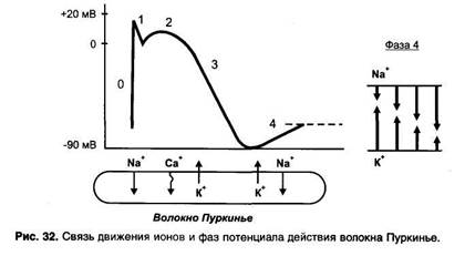 Блокаторы натриевых каналов - student2.ru