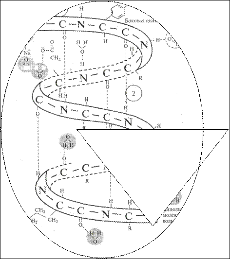 гидратация и дегидратация белков - student2.ru