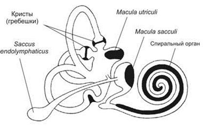 орган слуха и равновесия - student2.ru