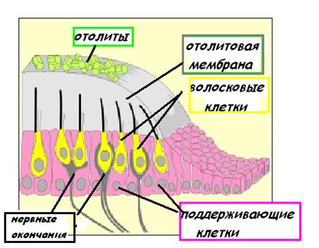 орган слуха и равновесия - student2.ru