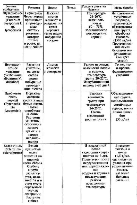 бактериальные заболевания томатов - student2.ru