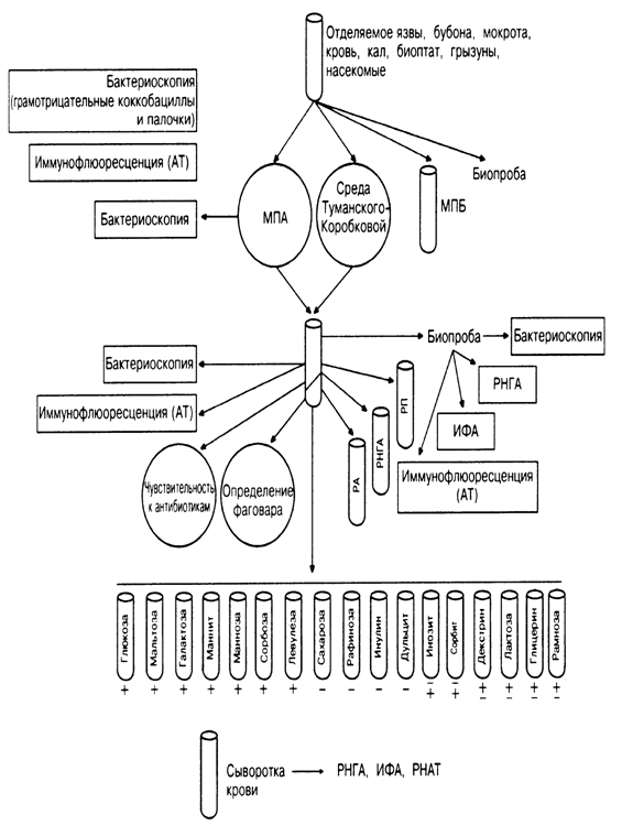 Бактериологическая диагностика чумы - student2.ru