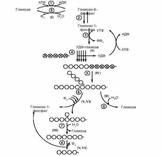 Біохімічні форми глікогенозів. - student2.ru