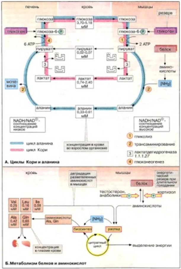 Біохімічні форми глікогенозів. - student2.ru