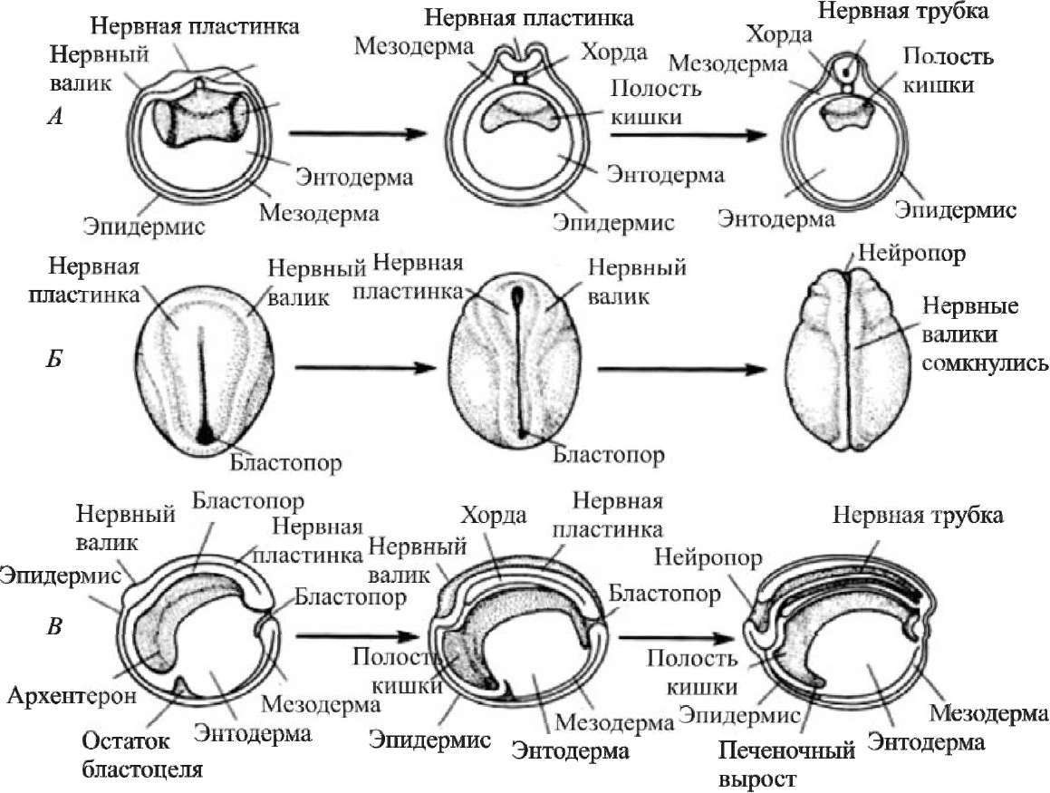 Формирование кишечной трубки - student2.ru