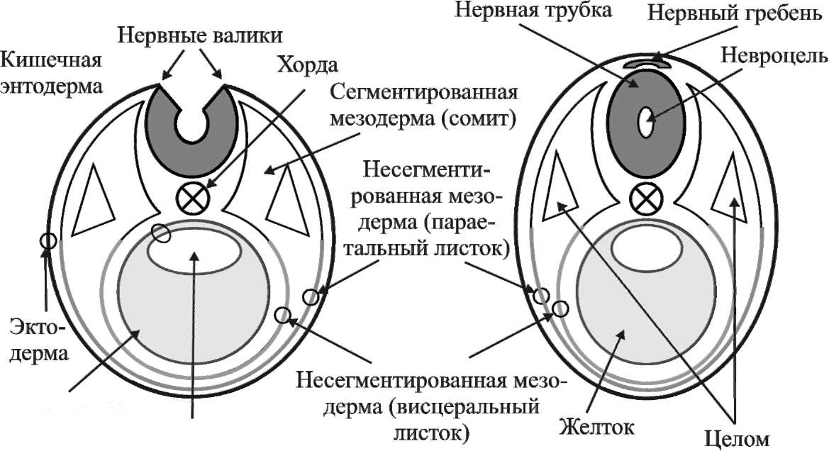 Формирование кишечной трубки - student2.ru