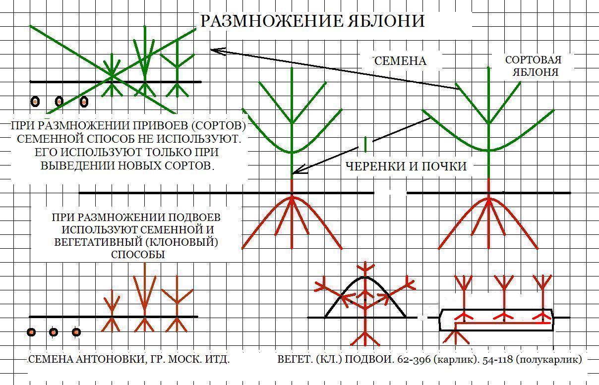 Ну что же, раз мы уже упомянули слово ПОДВОЙ, значит пришло время подробней поговорить о ПОДВОЯХ. - student2.ru