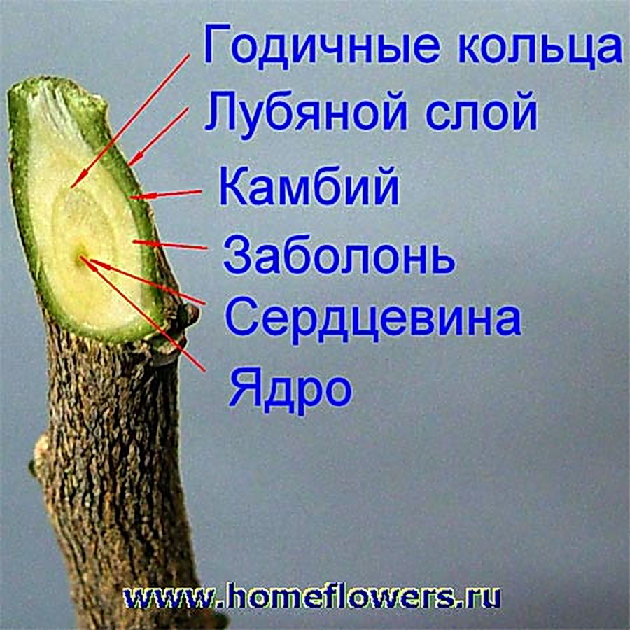 Фото справа - ветка яблони Недзведского - student2.ru