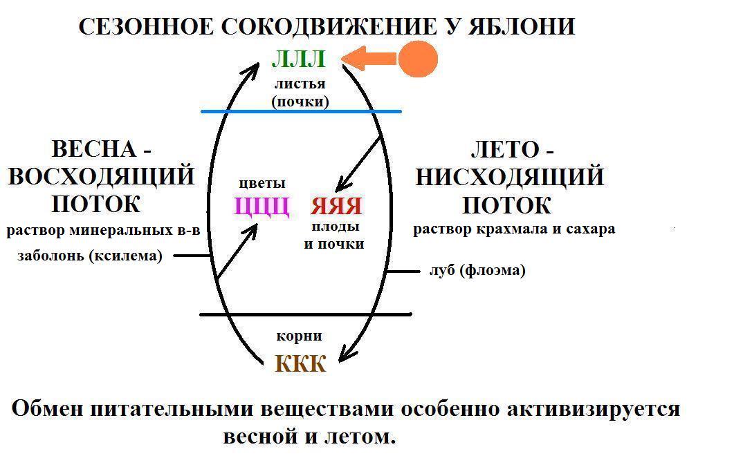 Фото справа - ветка яблони Недзведского - student2.ru