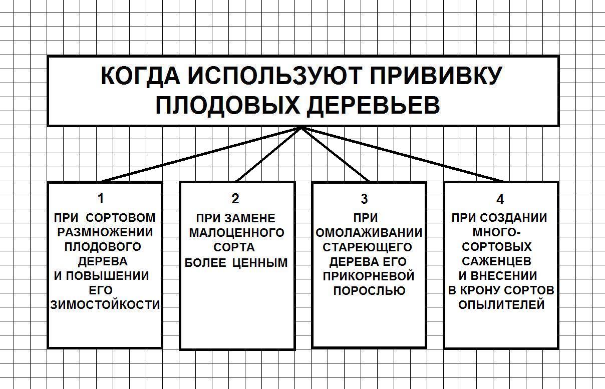 Фото справа - ветка яблони Недзведского - student2.ru