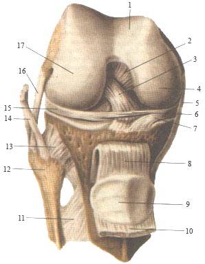 глава 1. строение коленного сустава - student2.ru