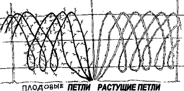 глава 11. главное о кустарниках и клубнике. - student2.ru