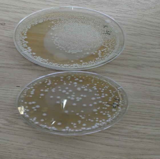 Исследование влияние дрожжей на рост спорообразующих бактерий рода Bacillus subtilis - student2.ru