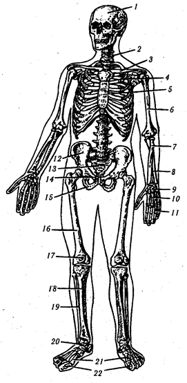 Костная система и ее функции - student2.ru