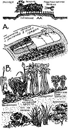 кулинарные травы возле кухни - student2.ru