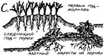 кулинарные травы возле кухни - student2.ru