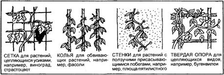 кулинарные травы возле кухни - student2.ru