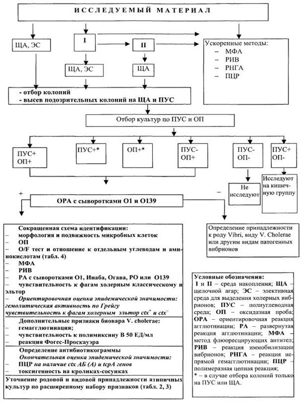 Нарисовать колонии вибрионов на средах СЭДХ и TCBS - student2.ru