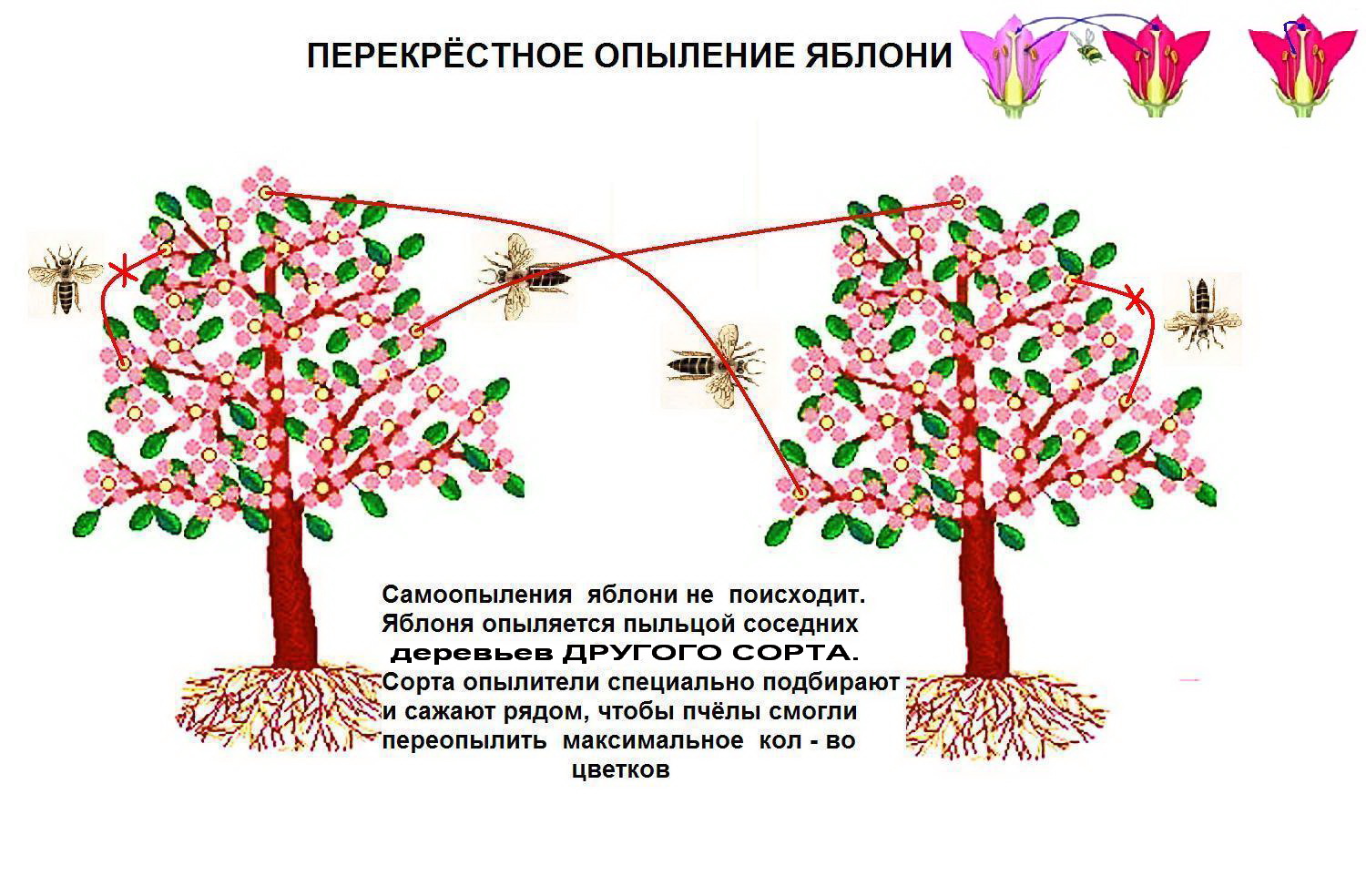 Пчела (вверху) и её глаз с пыльцой внизу. - student2.ru