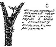 превращение однолетних культур в многолетние - student2.ru