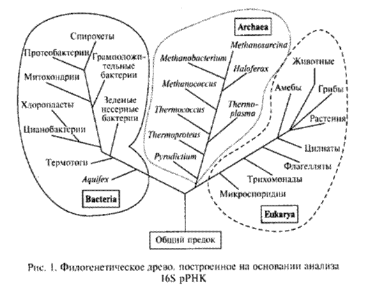 рост и культивирование прокариот - student2.ru