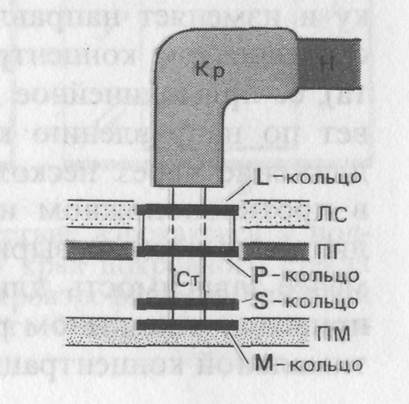 сарцина - student2.ru