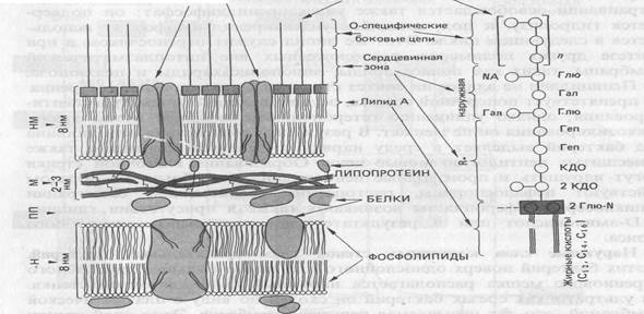 сарцина - student2.ru