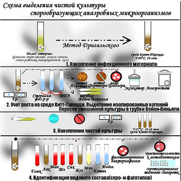 Токсичность кислорода и его форм для анаэробных организмов - student2.ru