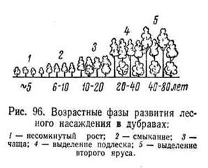 возрастные фазы развития лесных насаждений и специфика рубок ухода - student2.ru