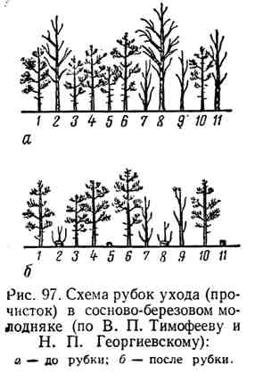 возрастные фазы развития лесных насаждений и специфика рубок ухода - student2.ru