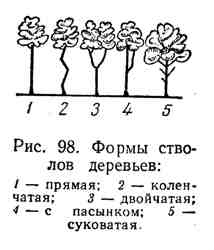 возрастные фазы развития лесных насаждений и специфика рубок ухода - student2.ru