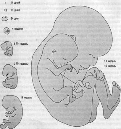 Зачатие и терминальный период - student2.ru