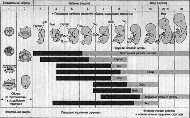 Зачатие и терминальный период - student2.ru