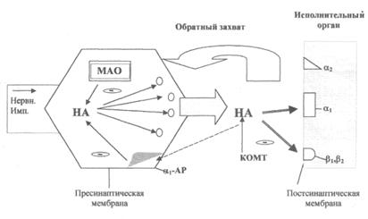 АДРЕНОМИМЕТИКИ прямого типа действия - student2.ru