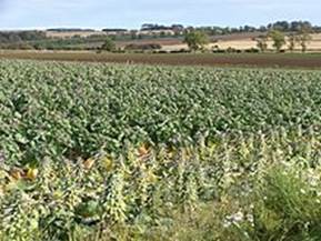 Агротехника и особенности выращивания брюсселькой капусты. - student2.ru