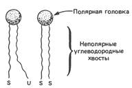 Амфифильная природа мембранных липидов - student2.ru