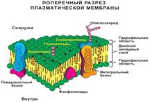 Амфифильная природа мембранных липидов - student2.ru