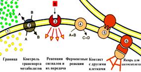 Амфифильная природа мембранных липидов - student2.ru