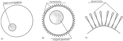 Б) схема оси развития, модифицированная в соответствии с представлениями структурной психосоматики -глубинные зоны перенесены к началу координат - student2.ru